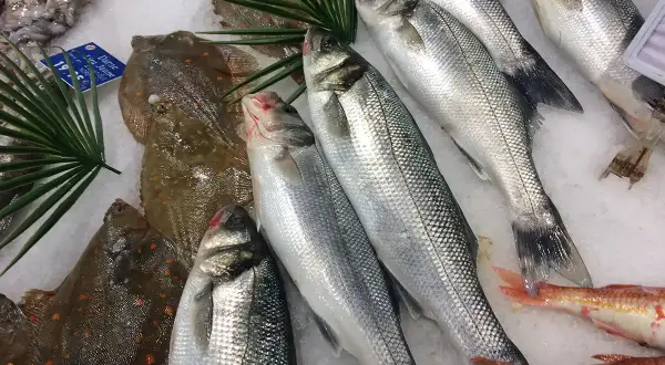 Poissons de mer frais sur glace : bars argentés, soles tachetées et rougets. Une sélection variée pour connaître les noms des poissons de mer.