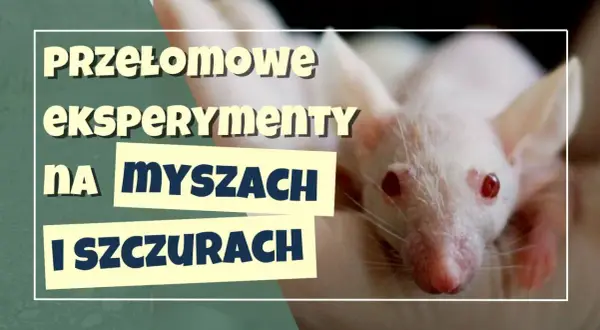 Eksperyment z myszami: Czy mysia utopia Calhouna to nasza przyszłość?