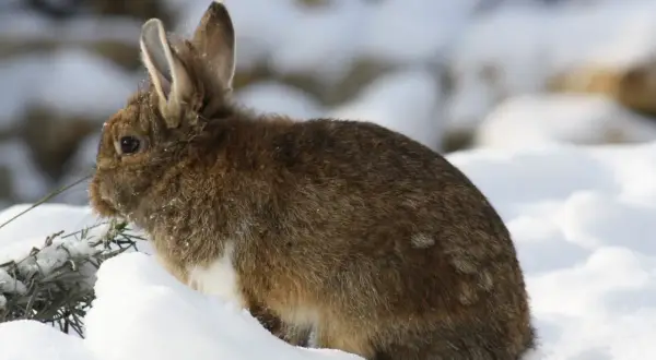 Braunes Kaninchen sitzt im Schnee, mit leichtem Fokus auf das Fell und die Ohren.
