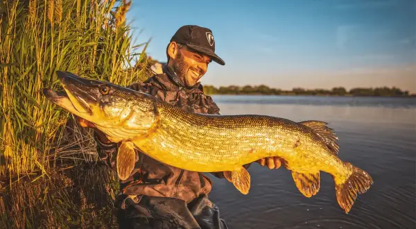Un pêcheur souriant tient un énorme brochet, un poisson carnassier aux reflets dorés, au bord d'un lac au coucher du soleil.