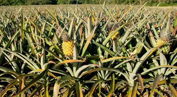 Campo di coltivazione di ananas in Sicilia, con frutti maturi e foglie verdi che si estendono all'orizzonte sotto un cielo azzurro.