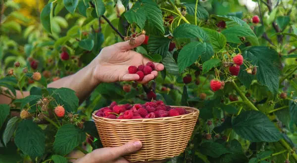 Zbieranie malin do koszyka. Kiedy sadzić maliny? Najlepiej wiosną lub jesienią, by cieszyć się owocami latem.