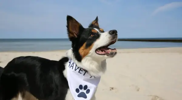 Szczęśliwy pies na plaży, idealny towarzysz na noclegi nad morzem z psem.