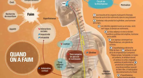 Schéma expliquant la sensation de faim : l'hypothalamus, la ghréline, la leptine et le circuit de la récompense sont impliqués.