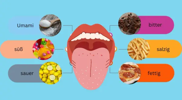 Die Zunge zeigt die verschiedenen Geschmacksrichtungen einer Speise: süß, sauer, salzig, fettig, bitter und Umami.