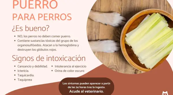 ¡Cuidado! Los gatos pueden comer puerro, pero los perros no. El puerro es tóxico para ellos, atacando sus glóbulos rojos.