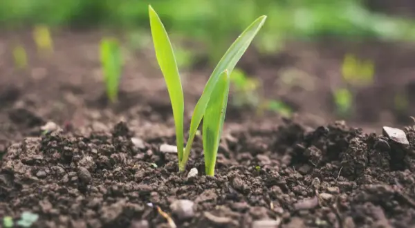 Germogli verdi emergono dal terreno fertile, simbolo del significato biotico della vita che si rinnova.