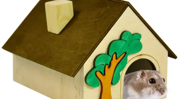 Bezpieczny domek DIY dla chomika: Stwórz raj dla pupila