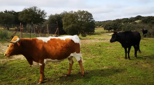 Un toro negro y una vaca parda y blanca pastan en un campo verde.