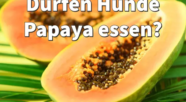 Zwei Hälften einer Papaya liegen auf grünen Blättern. Die Frage "Dürfen Hunde Papaya essen?" ist darüber geschrieben.