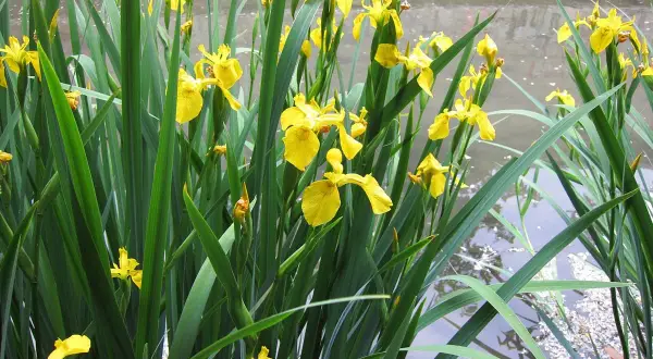 Plante semi aquatique aux fleurs jaunes éclatantes, poussant au bord de l'eau.