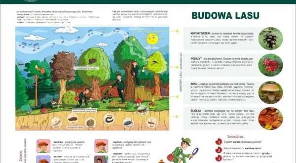 Ilustracja przedstawia różne warstwy lasu: korony drzew, podszyt, runo i ściółkę, z opisami i przykładami organizmów.