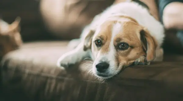 Smutny piesek leży na kanapie, jego oczy sugerują anemia u psa.