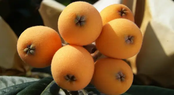 Un racimo de nísperos anaranjados y peludos, listos para ser disfrutados por sus propiedades.