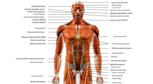 Músculos del cuerpo humano: Tu guía experta para fuerza y salud