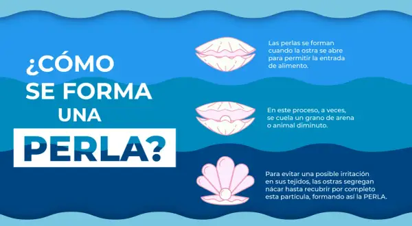 Ilustración explica cómo se forma una perla en una ostra. Las perlas se forman cuando la ostra se abre para alimentarse, y a veces, un grano de arena o un diminuto animal queda atrapado.