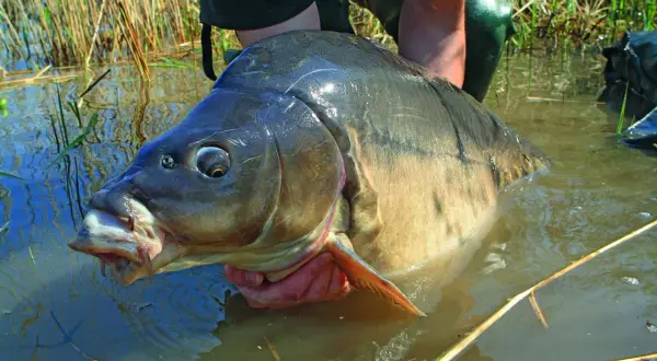 Ein Angler hält einen riesigen Karpfen im Wasser. Man fragt sich, wie alt diese beeindruckenden Fische werden können.