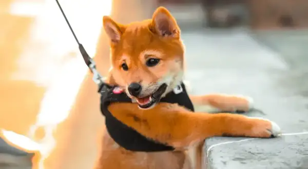 Uroczy szczeniak rasy shiba inu, z zaciekawieniem patrzący w obiektyw. Jego radosny **shiba inu charakter** widać w uśmiechu i otwartych uszach.