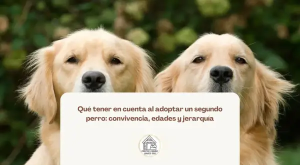 Dos perros dorados miran a la cámara. El texto dice: "Qué tener en cuenta al adoptar un segundo perro: convivencia, edades y jerarquía".