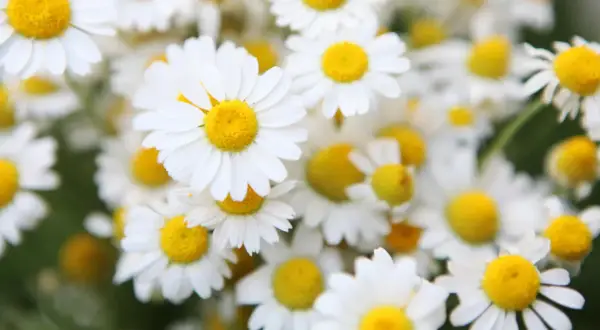 Nahaufnahme von Gänseblümchen. Die beruhigende bisabolol wirkung dieser Blüten ist bekannt.
