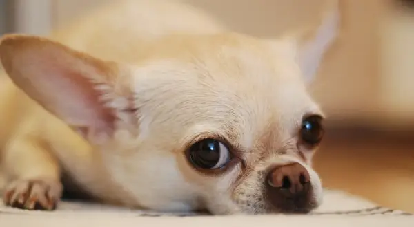 Czy chihuahua uczula? Oto co musisz wiedzieć o alergiach