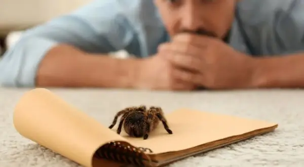 Arachnofobia: nazwa, przyczyny, objawy i skuteczne leczenie
