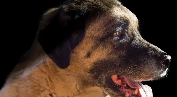 Un majestuoso kangal perro, con su mirada penetrante y pelaje dorado, descansa en la oscuridad.