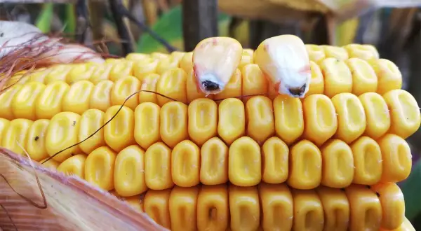 Gros plan sur une épi de maïs jaune vif, prêt pour la récolte. Deux grains sont visibles en haut, symbolisant le cycle du maïs.