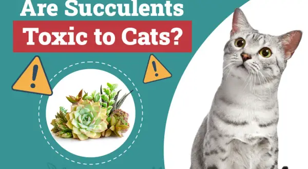 A curious cat looks up at a graphic asking "Are Succulents Toxic to Cats?" with a warning sign and a cluster of succulents.