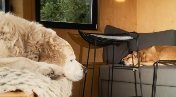 Un perro grande y peludo descansa sobre una manta, mientras otro perro duerme en un sofá. Parecen estar en una sesión con un psicólogo de perros.