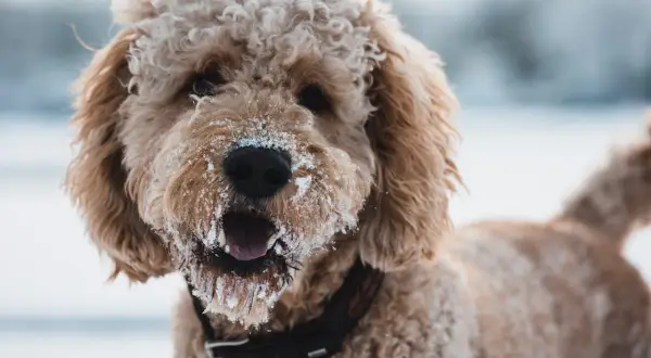 Ein fröhlicher Aussiedoodle mit Schnee im Fell und auf der Schnauze, bereit für Winterabenteuer. Sein Charakter ist verspielt und liebenswert.