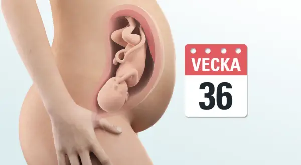 Gravid mage med foster i vecka 36. Kalendern visar tydligt att det är vecka 36.