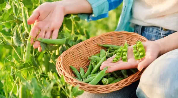 Main d'une personne récoltant des petits pois dans un champ, remplissant un panier. Les pois sont frais et verts.