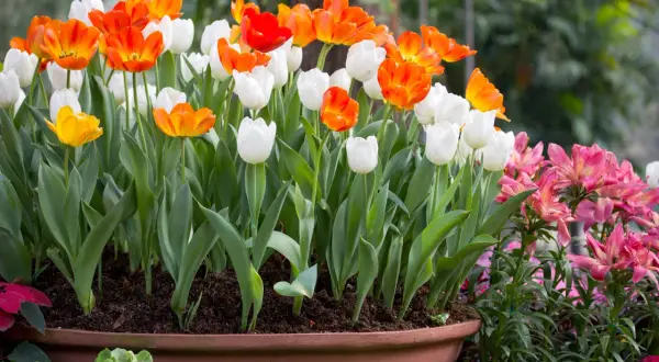 Cuando plantar tulipanes en maceta para un jardín espectacular en otoño