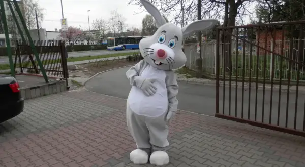 Strój zająca z dużymi uszami i białym brzuchem stoi na chodniku z kostki brukowej.