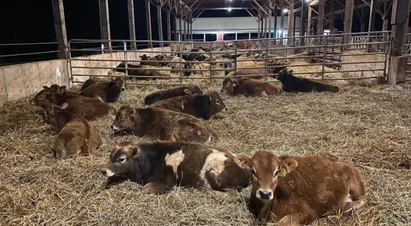 Młode bydło odpoczywa na słomie w oborze. Zdrowy wygląd zwierząt sugeruje, że stosuje się skuteczne metody hodowli, być może z użyciem preparatu Pulmomax.