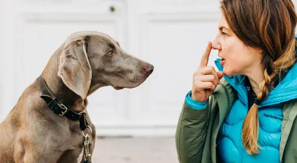 Ein Weimaraner und eine Frau im **Blickkontakt Hund**. Sie hält einen Finger vor ihren Mund, als würde sie ein Geheimnis teilen.