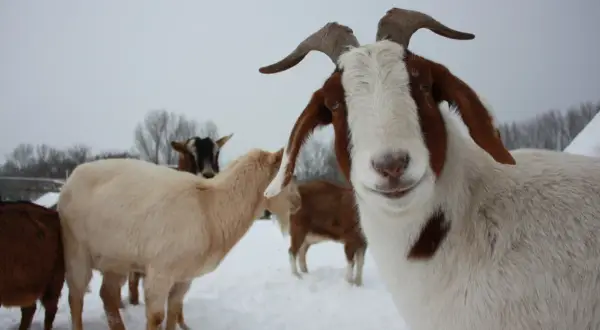 Neugierige ziegen im winterlichen Schnee. Eine Ziege mit braunen Flecken blickt direkt in die Kamera, während andere im Hintergrund stehen.