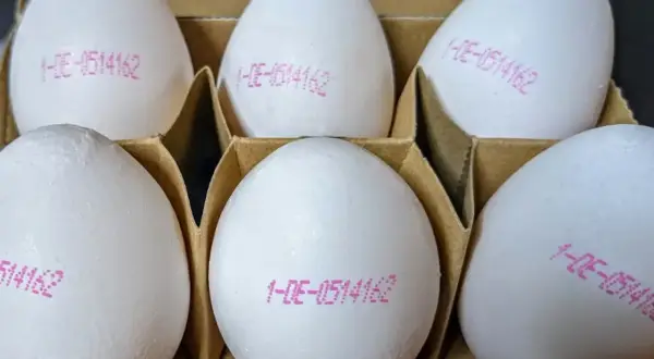 Sechs weiße Eier in einer Pappschachtel, jedes mit einer rosa Nummerierung. Diese Eier wissen, wann sie gelegt wurden.