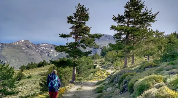 Senderista camina por un sendero de montaña, disfrutando de las vistas de las cumbres nevadas y la vegetación. Un día perfecto para las rutas de senderismo en Capileira.