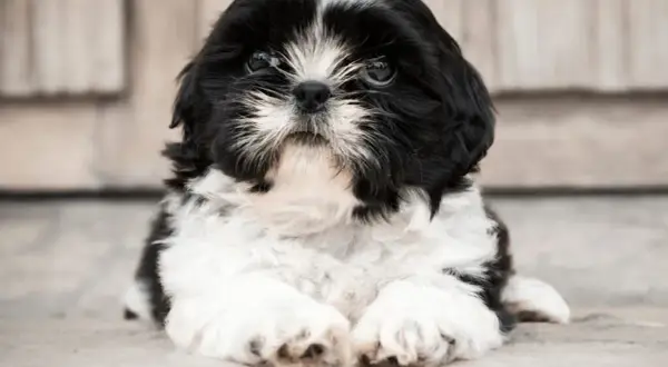 Czy shih tzu uczula? Odkryj prawdę o alergiach i psach