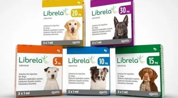 Gdzie kupić librela dla psa? Sprawdź najlepsze miejsca i ceny