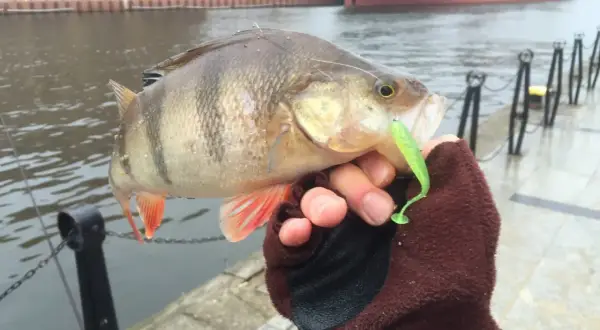 Okoń złowiony na zielony dropshot, trzymany w rękawiczce nad wodą.