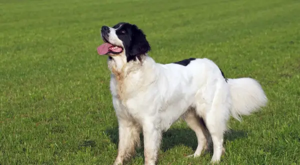 Ein großer, schwarz-weißer Landseer mit treuem Blick und wedelndem Schwanz steht auf einer grünen Wiese. Sein sanfter Landseer Charakter strahlt Ruhe aus.