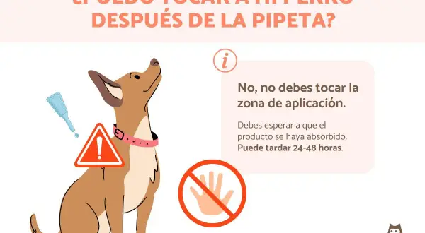 Un perro mira hacia arriba, con una pipeta y un signo de advertencia. El texto indica que no debes tocar la zona de aplicación después de la pipeta.