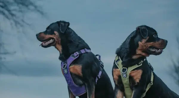 Dwa rottweilery w dobrych szelkach dla psa. Jeden w fioletowych, drugi w zielonych.