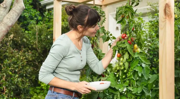 Mujer recogiendo tomates maduros en un invernadero casero para tomates.