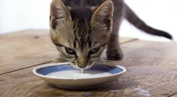 Es mala la leche para los gatos: efectos negativos y alternativas seguras