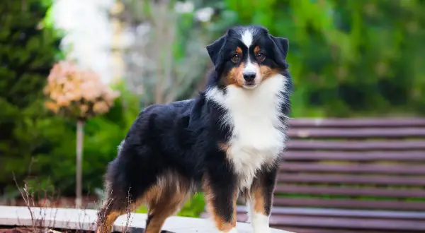 Ein Mini Australian Shepherd mit typischem Charakter, steht im Garten.