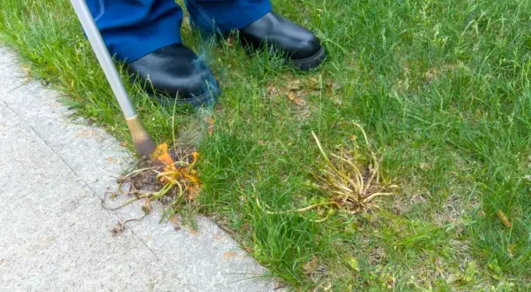 Osoba w niebieskich spodniach i czarnych butach używa wypalarki do chwastów przy chodniku, niszcząc chwasty płomieniem.